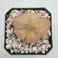 Pinguicula laueana x agnata 'El Lobo' product image 1