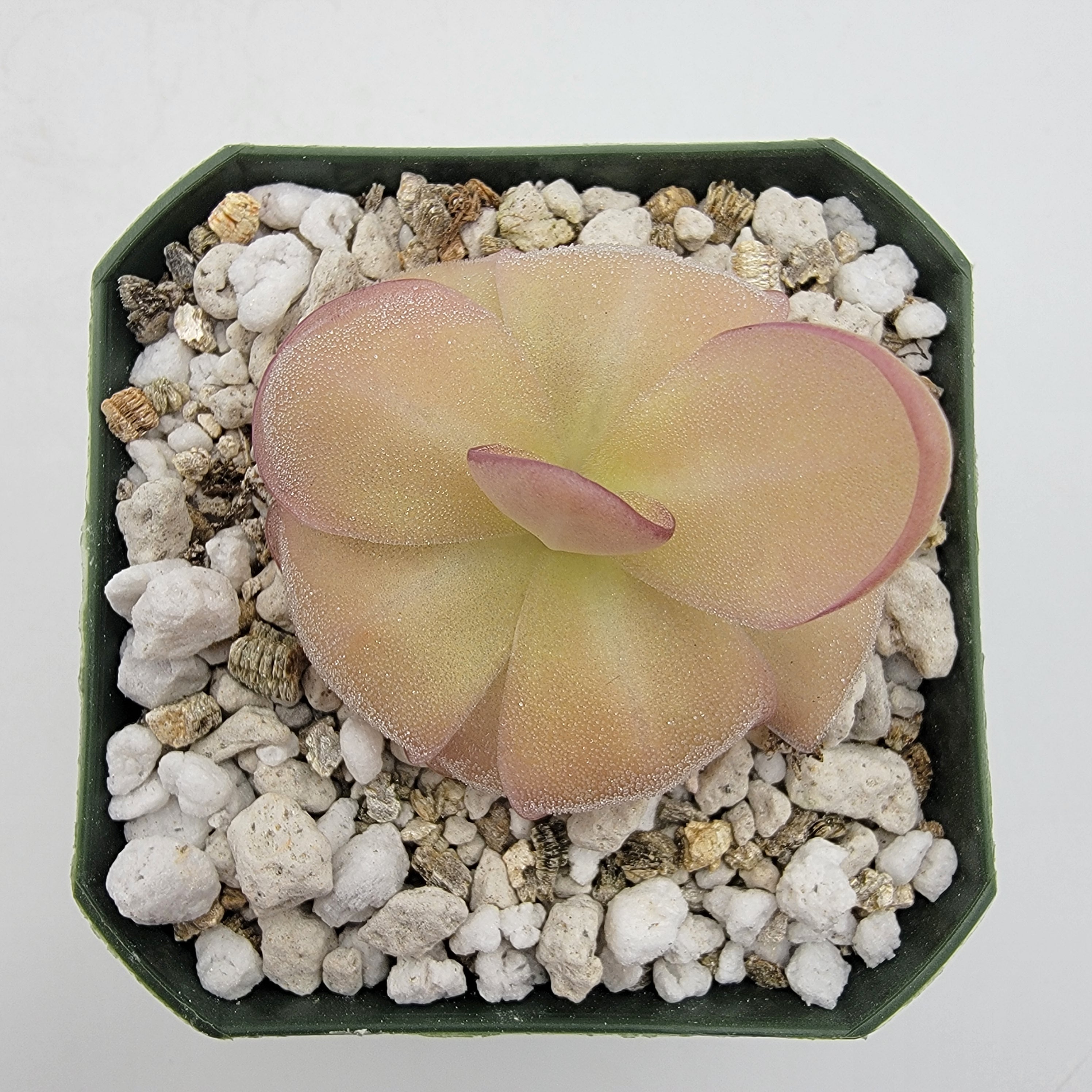 Pinguicula laueana x agnata 'El Lobo' product image 1