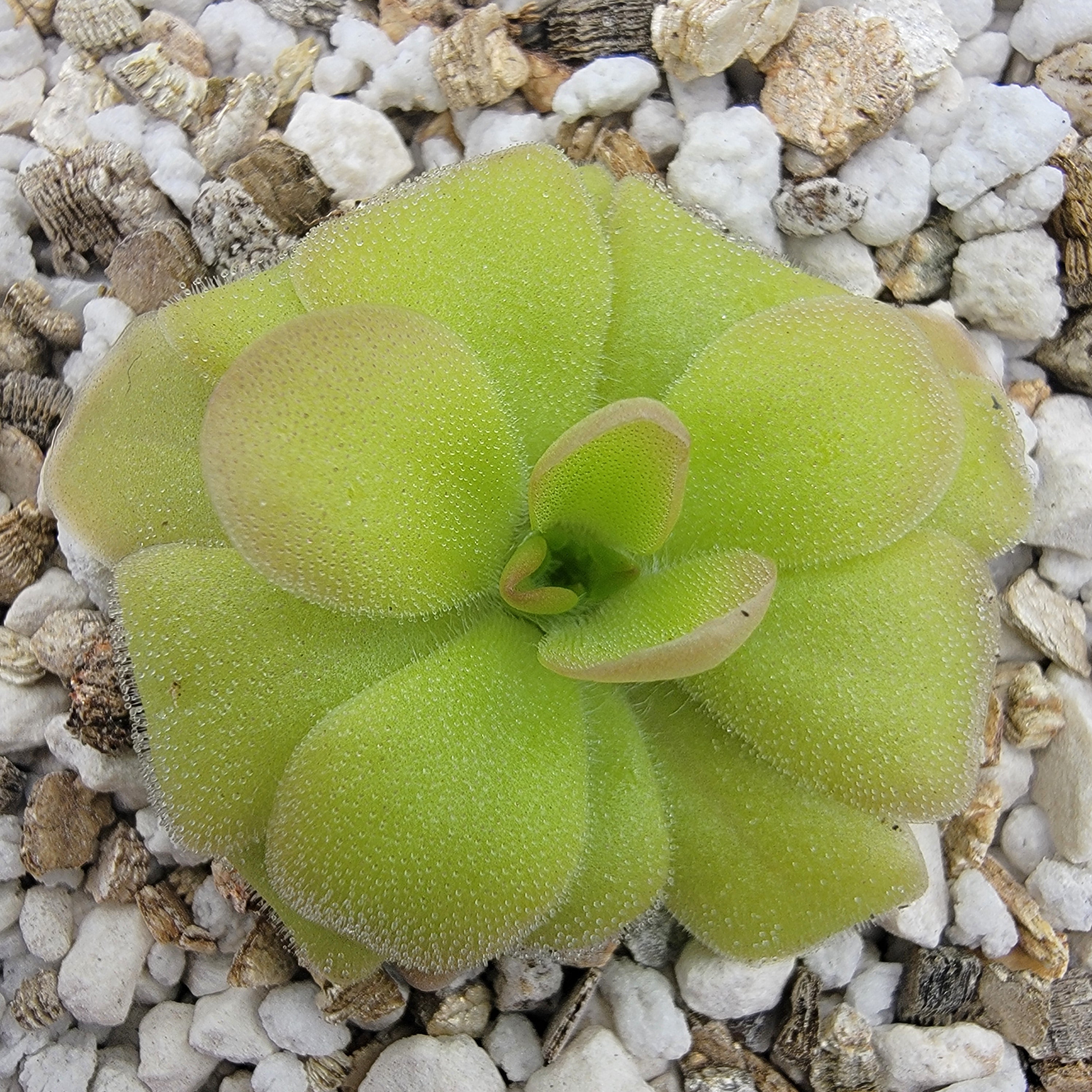 Pinguicula laueana x elizabethiae product image 3