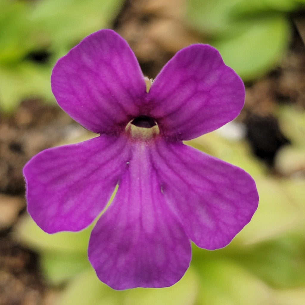 Pinguicula laueana x elizabethiae product image 2