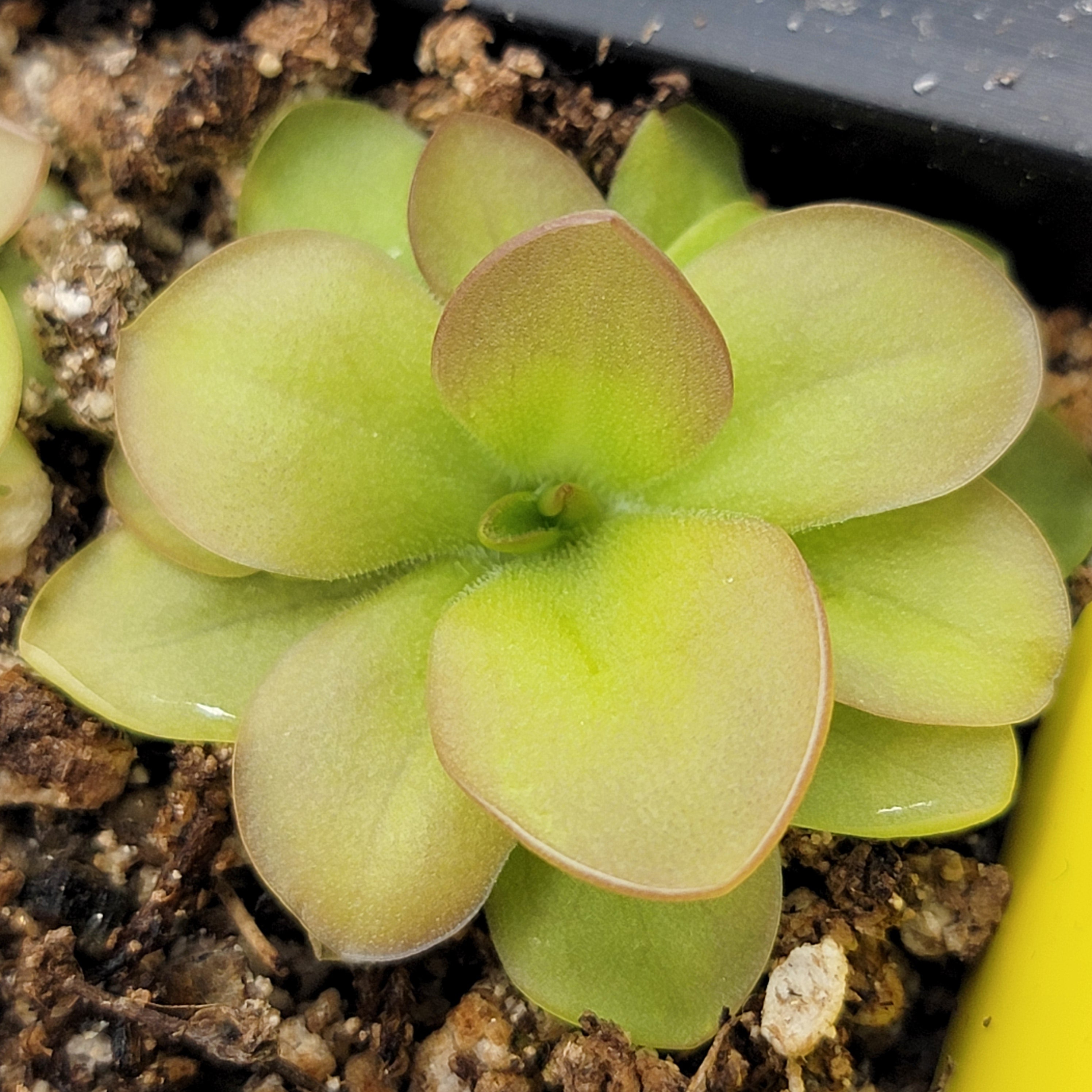 Pinguicula laueana x elizabethiae product image 1