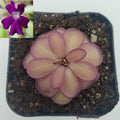 Pinguicula laueana x emarginata with pink-edged leaves in a black pot and purple flower inset