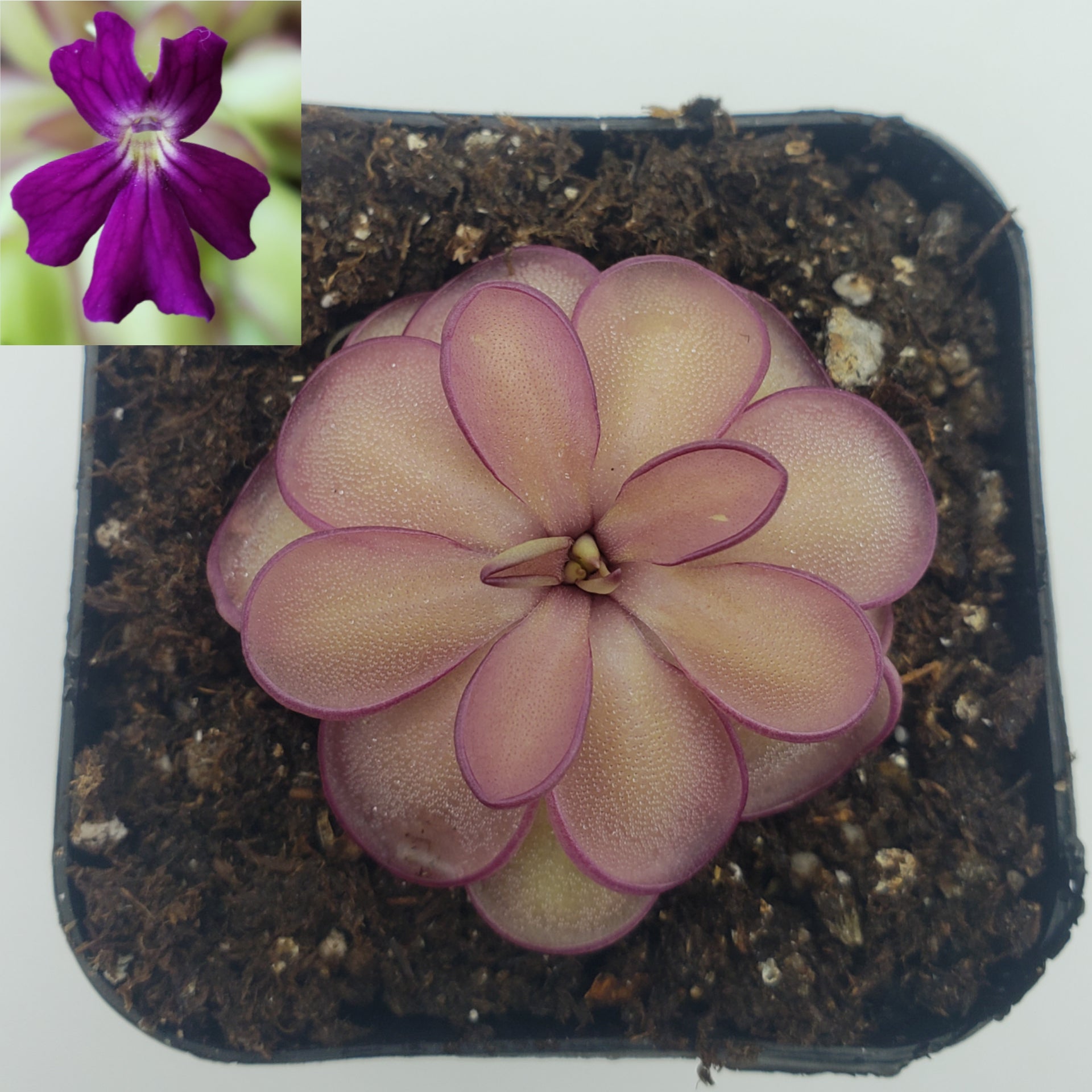 Pinguicula laueana x emarginata with pink-edged leaves in a black pot and purple flower inset