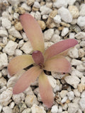Pinguicula laueana x gypsicola product image 1