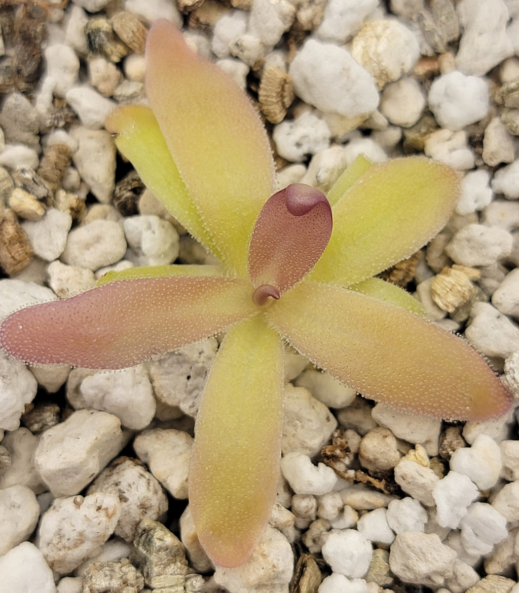 Pinguicula laueana x gypsicola product image 2