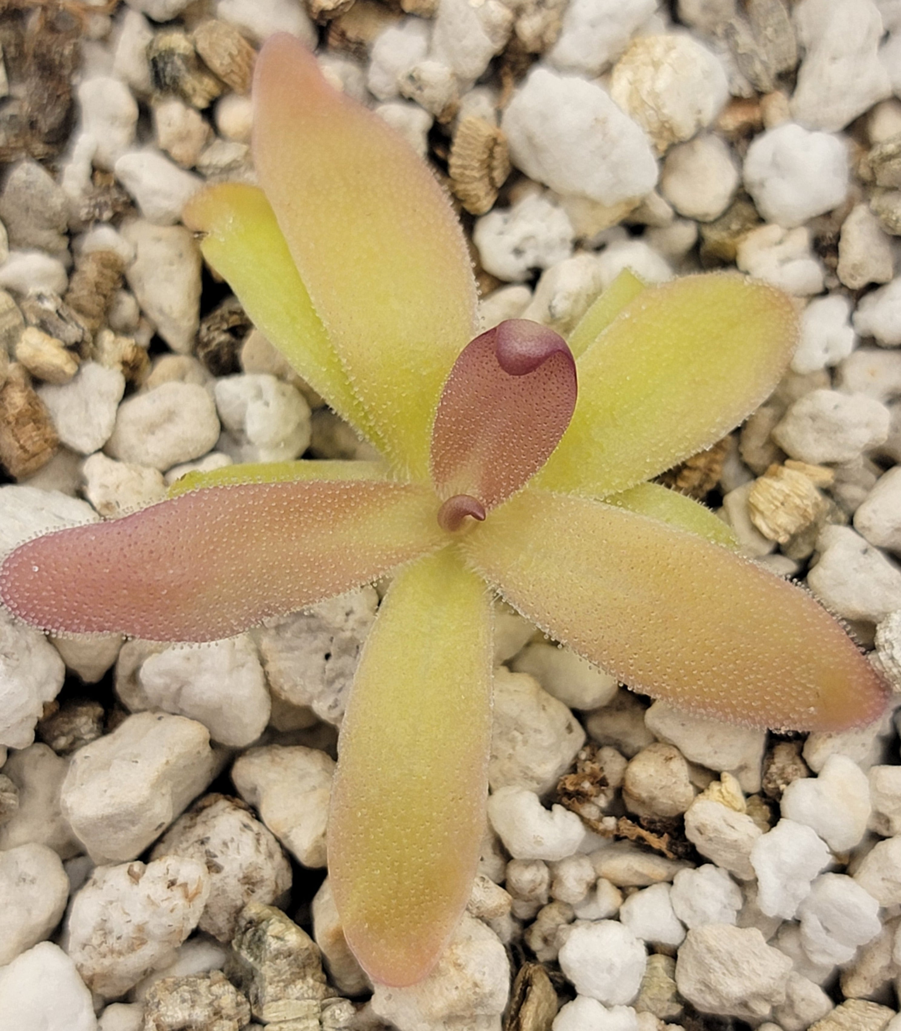 Pinguicula laueana x gypsicola product image 2