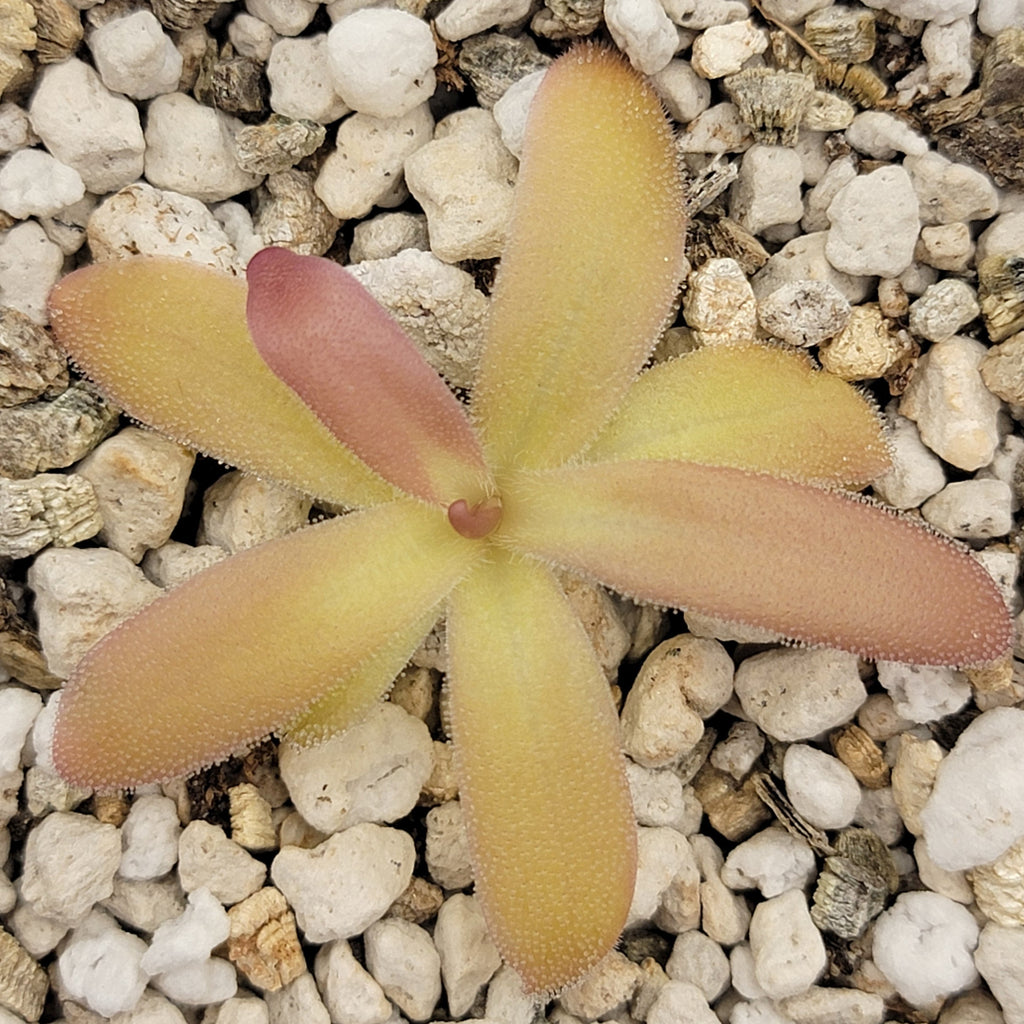 Pinguicula laueana x gypsicola product image 3