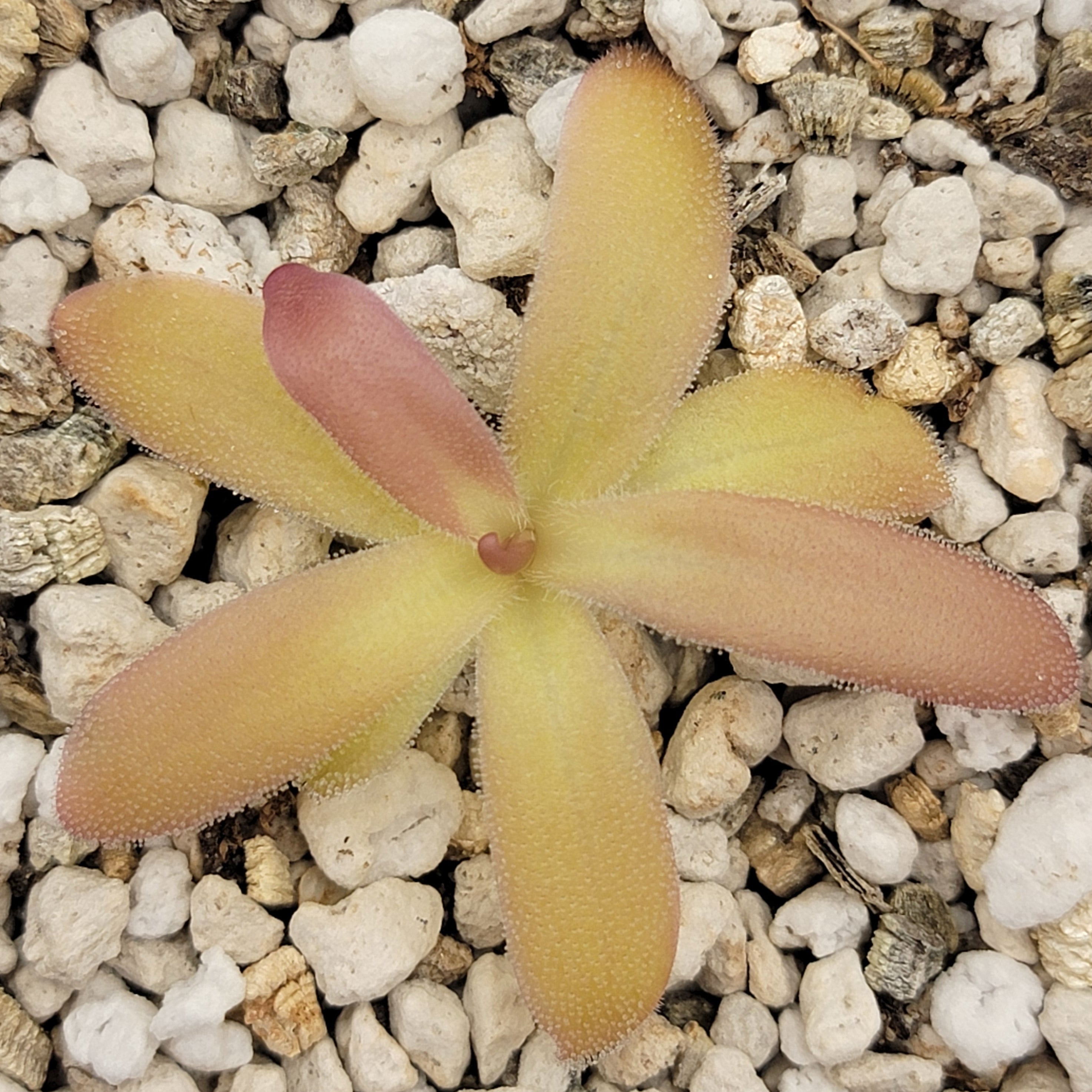 Pinguicula laueana x gypsicola product image 3