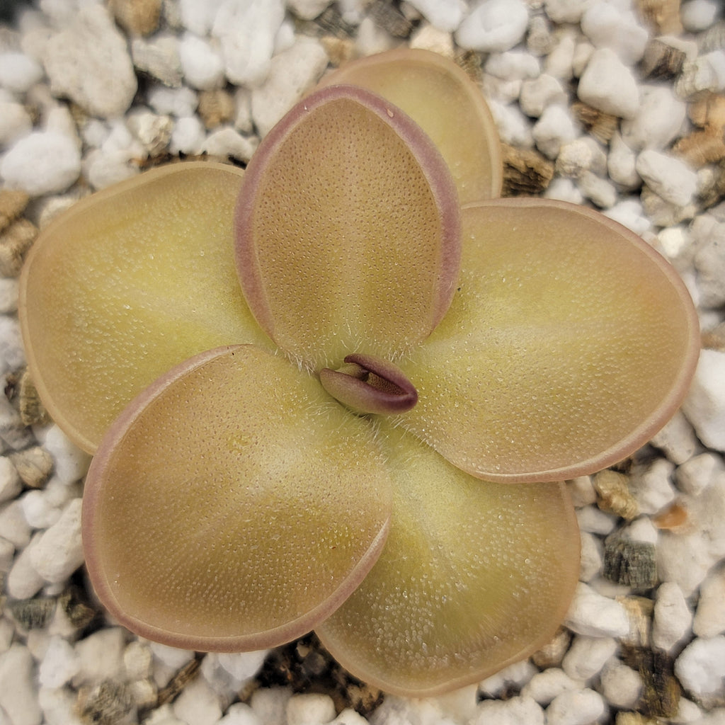 Pinguicula laueana x moranensis product image 3