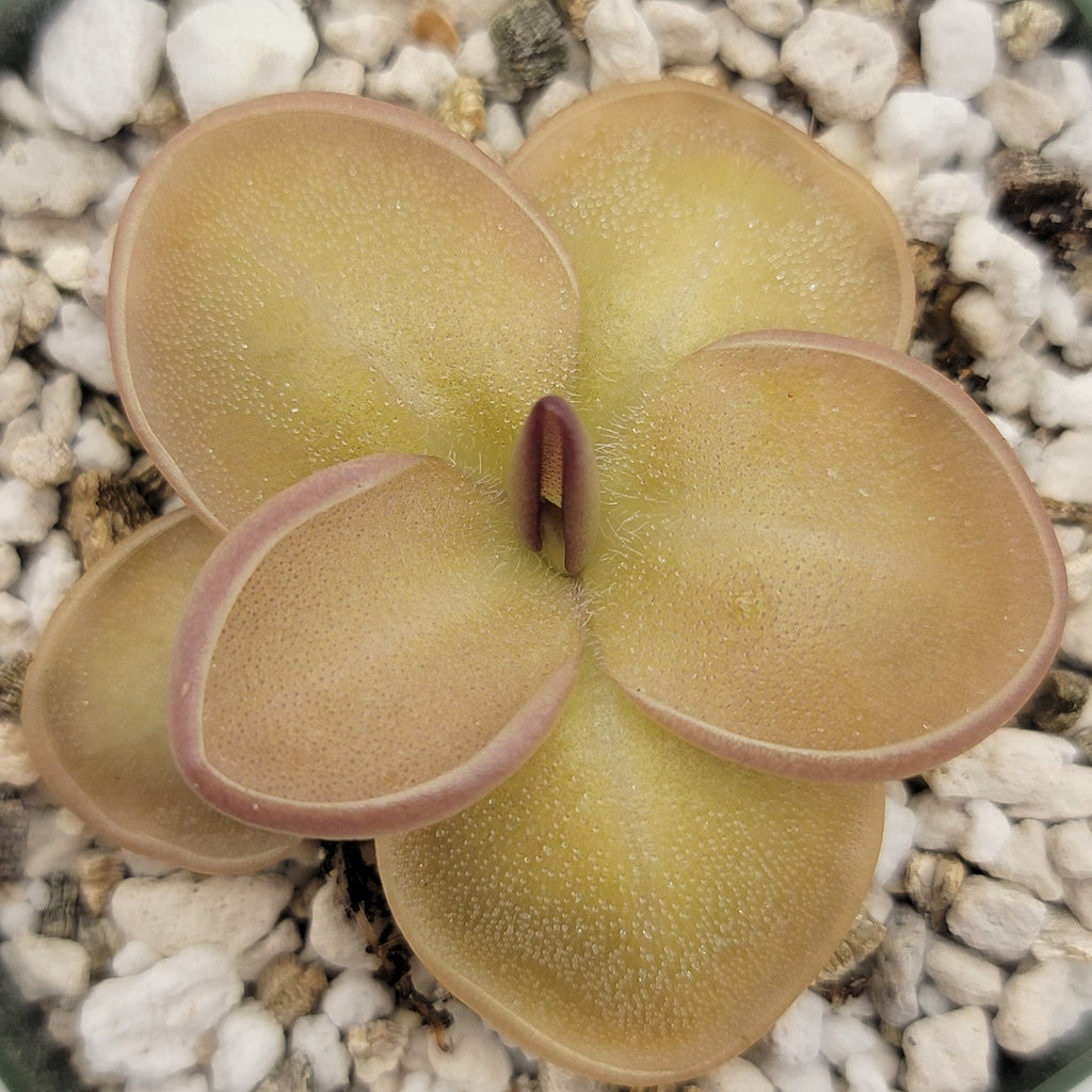 Pinguicula laueana x moranensis product image 1