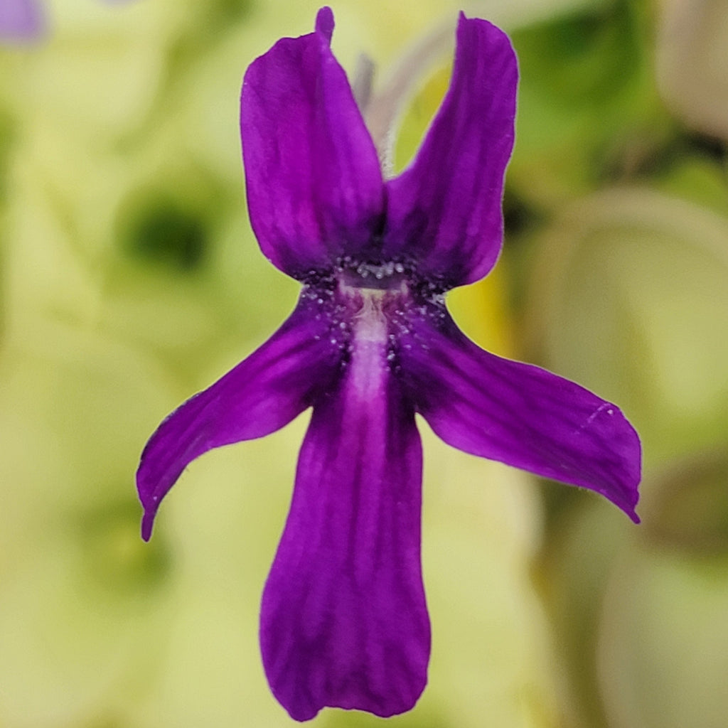 Pinguicula laueana x moranensis product image 2