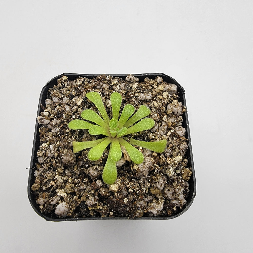 Pinguicula laxifolia live plant product image 3
