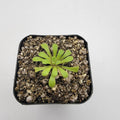 Pinguicula laxifolia live plant product image 3