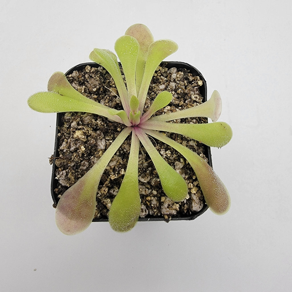 Pinguicula laxifolia live plant product image 2