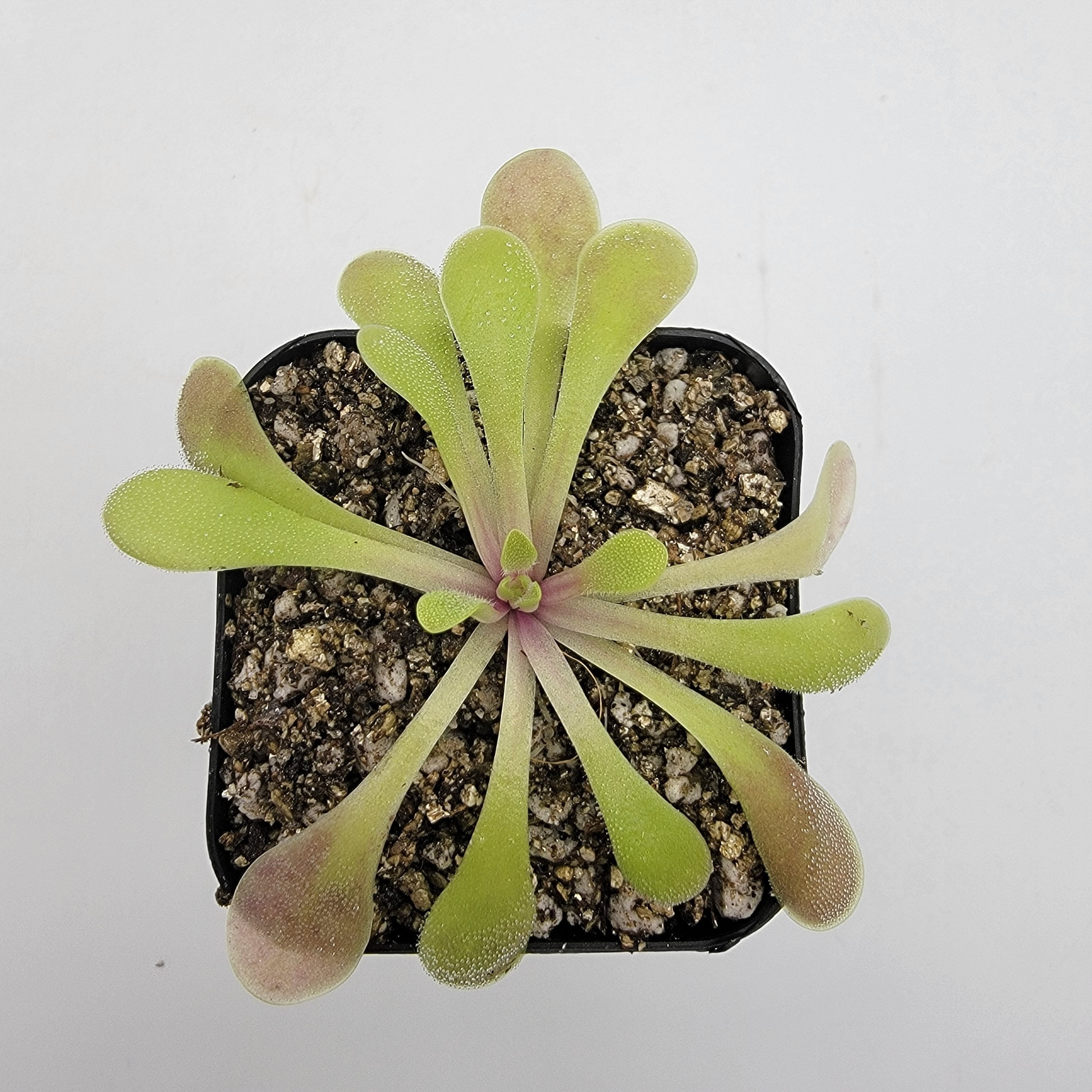 Pinguicula laxifolia live plant product image 4