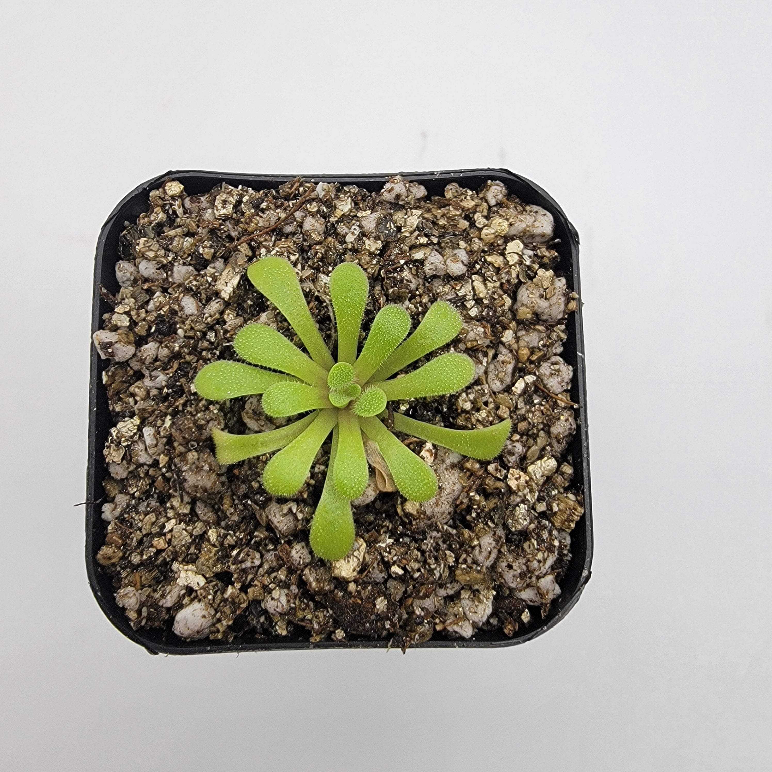 Pinguicula laxifolia live plant product image 1