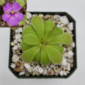 Pinguicula laxifolia x 'Huahuapan' product image 1