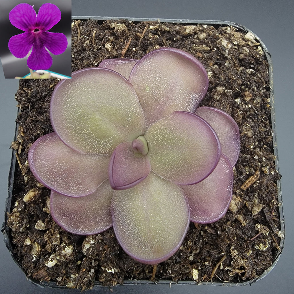Pinguicula -inchLeilani-inch -Butterwort- product image 2