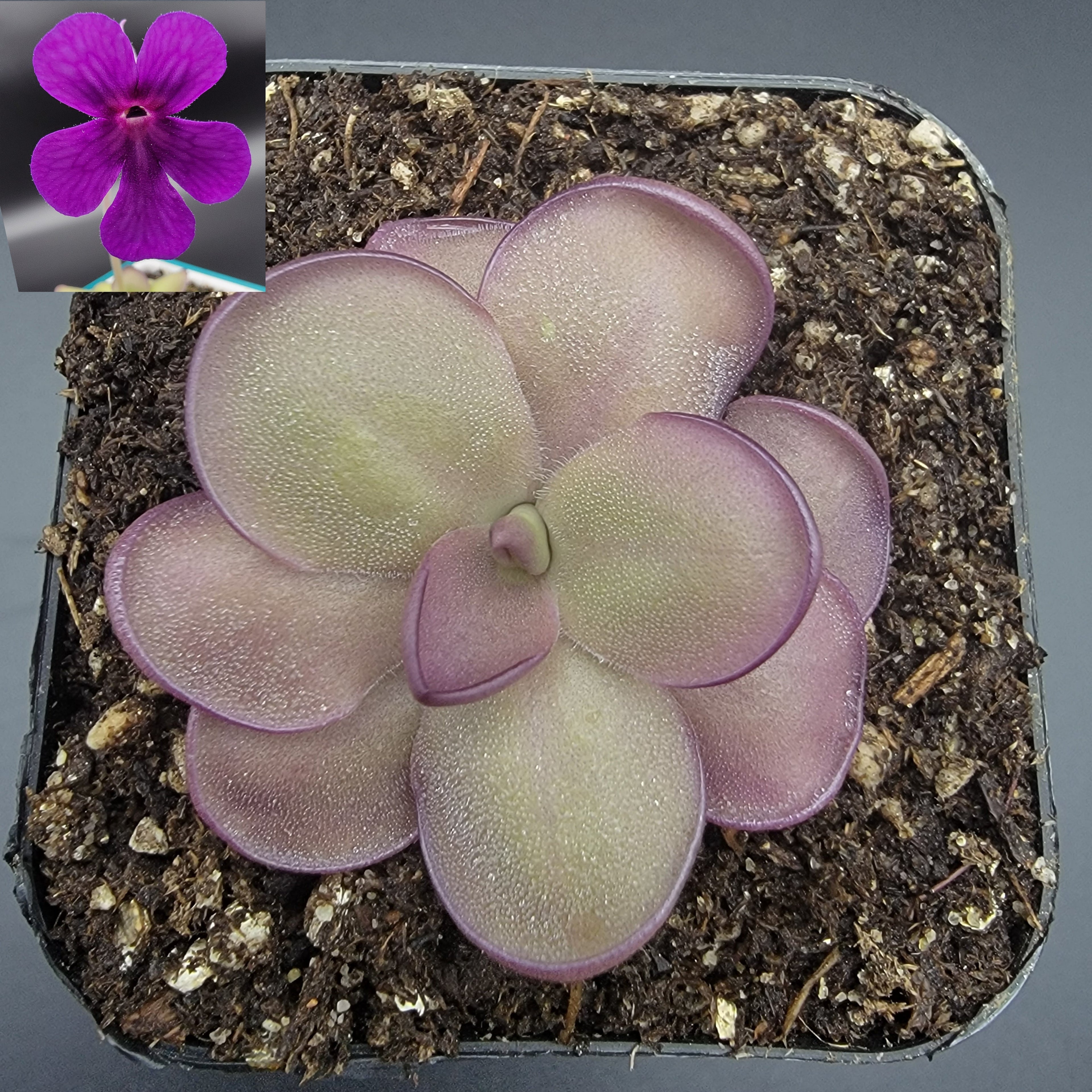Pinguicula -inchLeilani-inch -Butterwort- product image 2