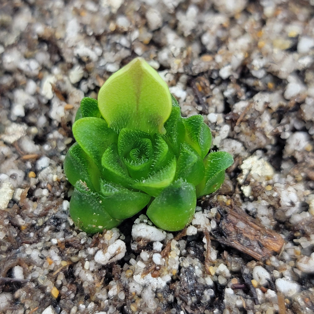 Pinguicula macrophylla product image 3