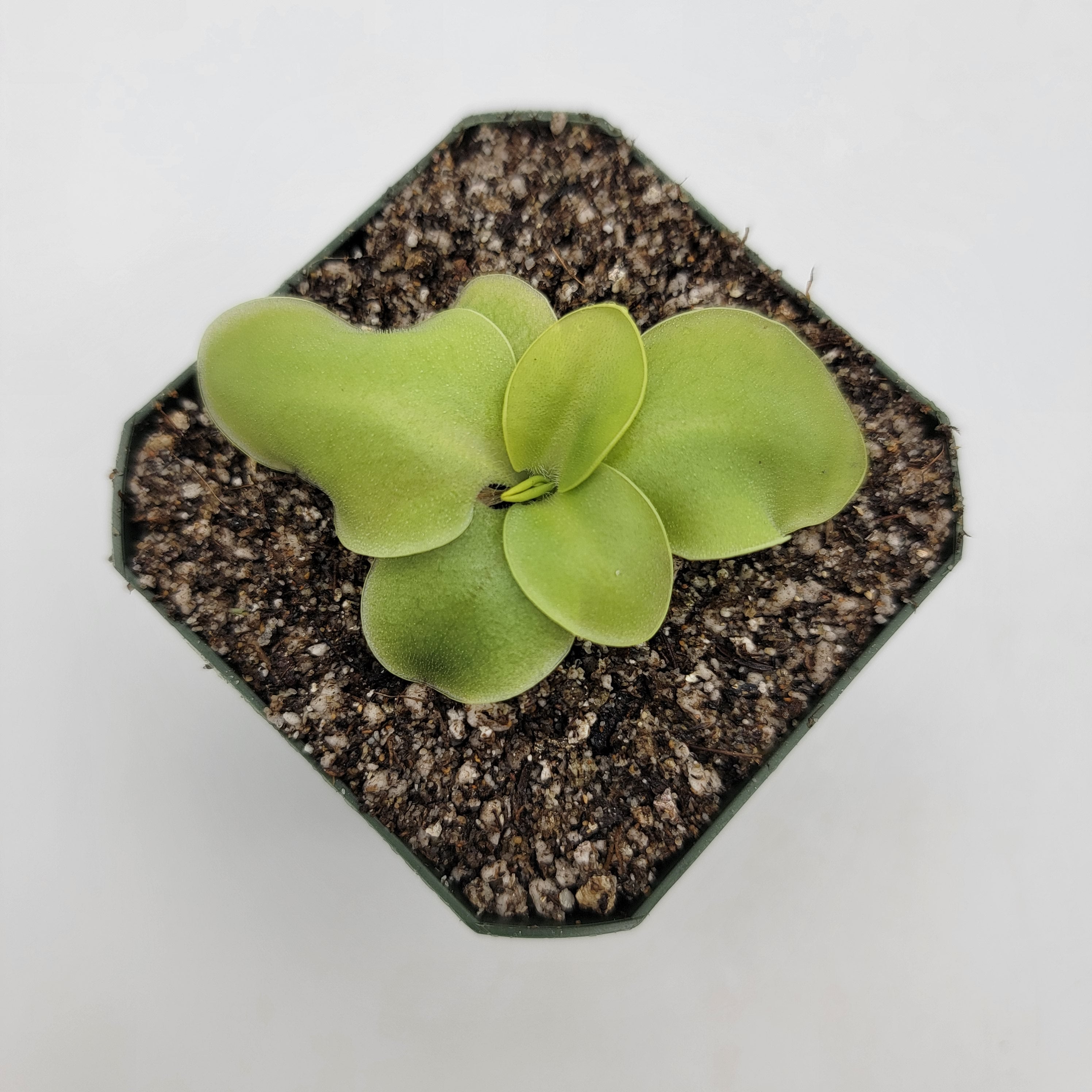 Pinguicula macrophylla product image 2