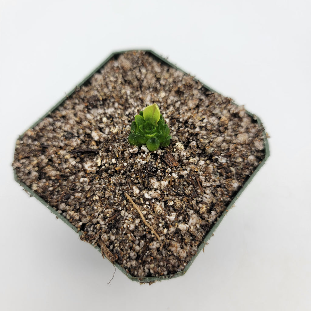 Pinguicula macrophylla product image 4
