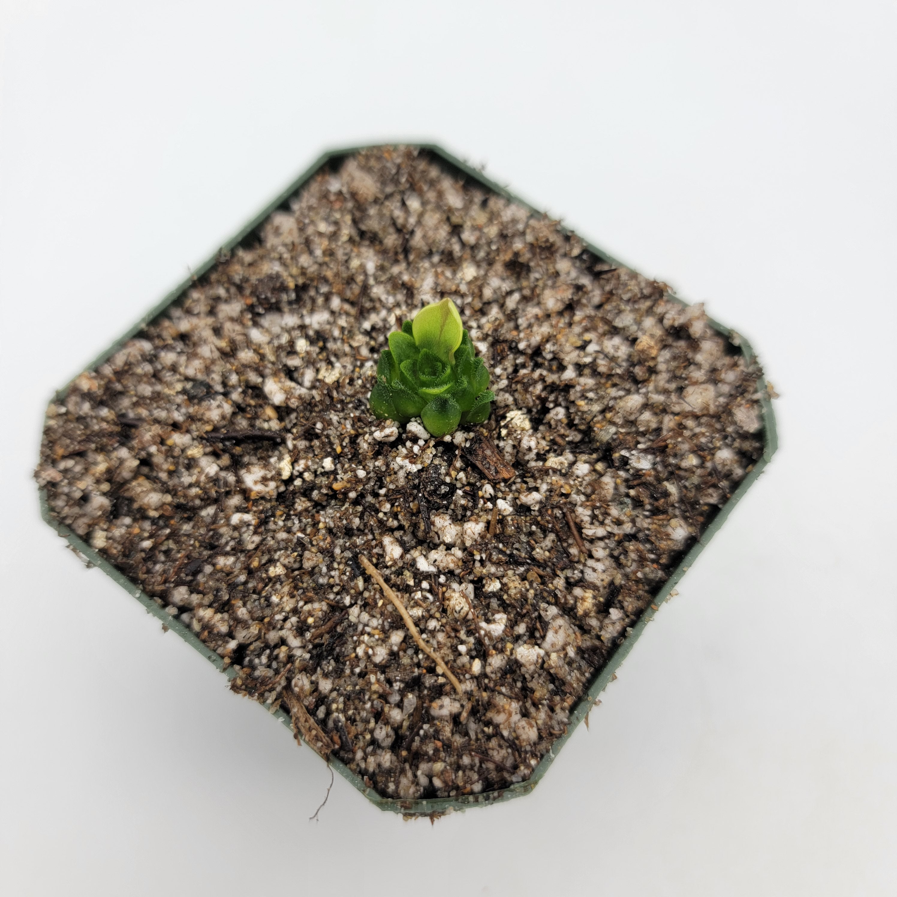 Pinguicula macrophylla product image 4