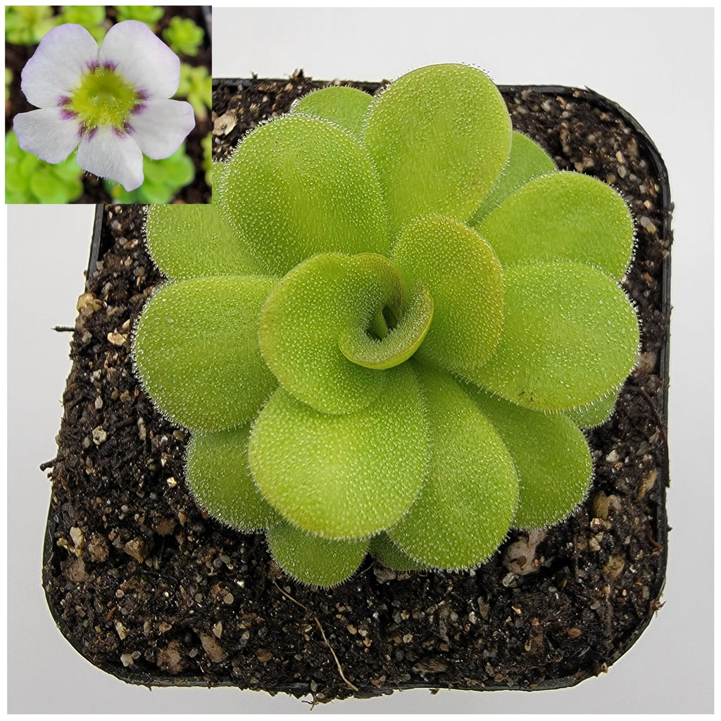Pinguicula martinezii product image 2