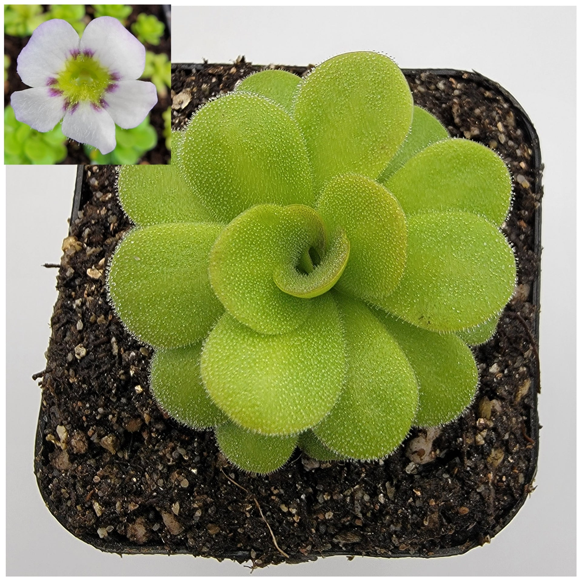 Pinguicula martinezii product image 2