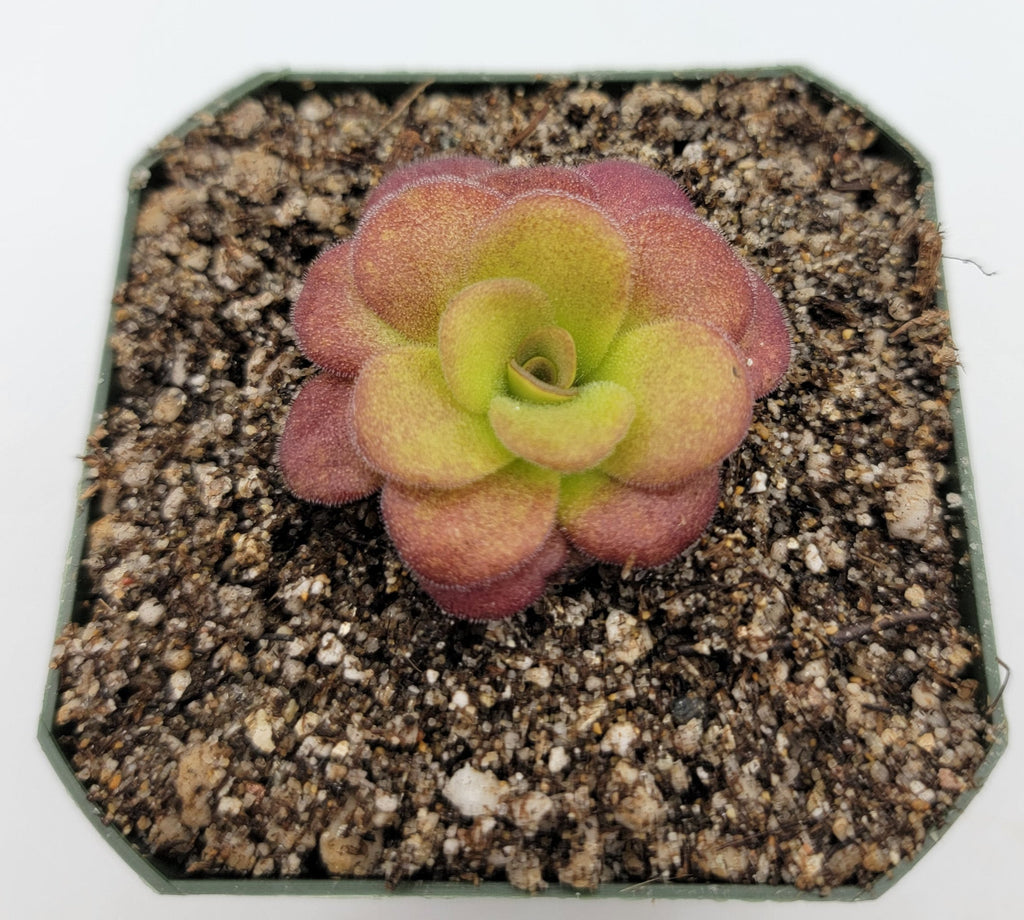 Pinguicula martinezii product image 3