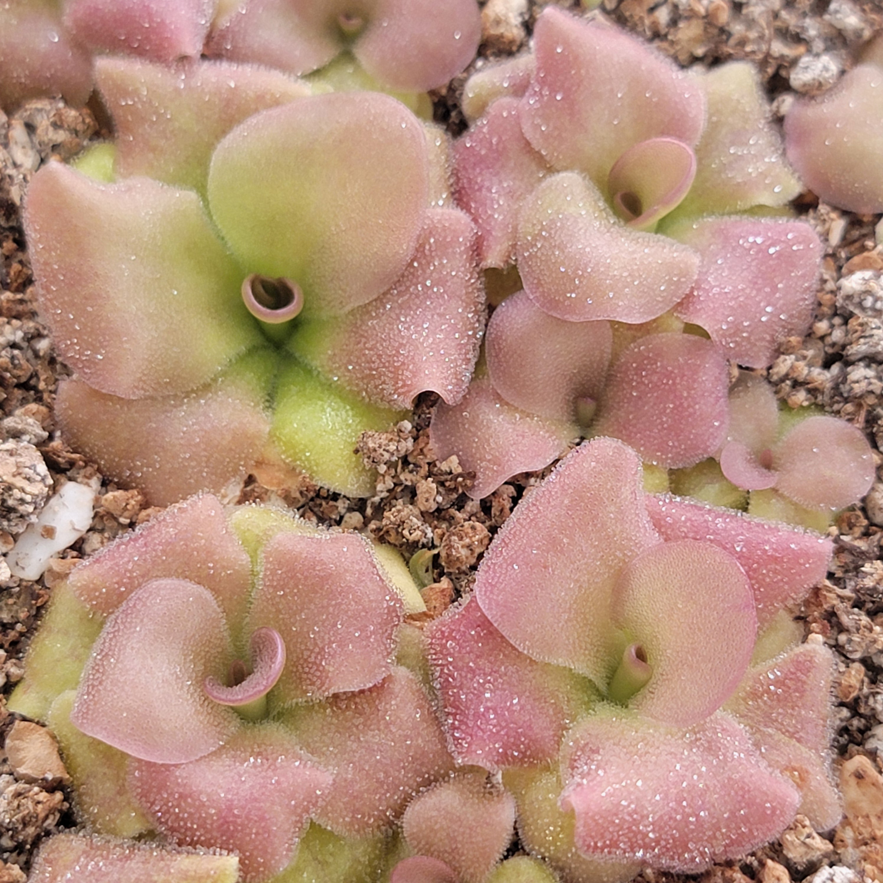 Pinguicula martinezii x laueana -Mexican butterwort- product image 4