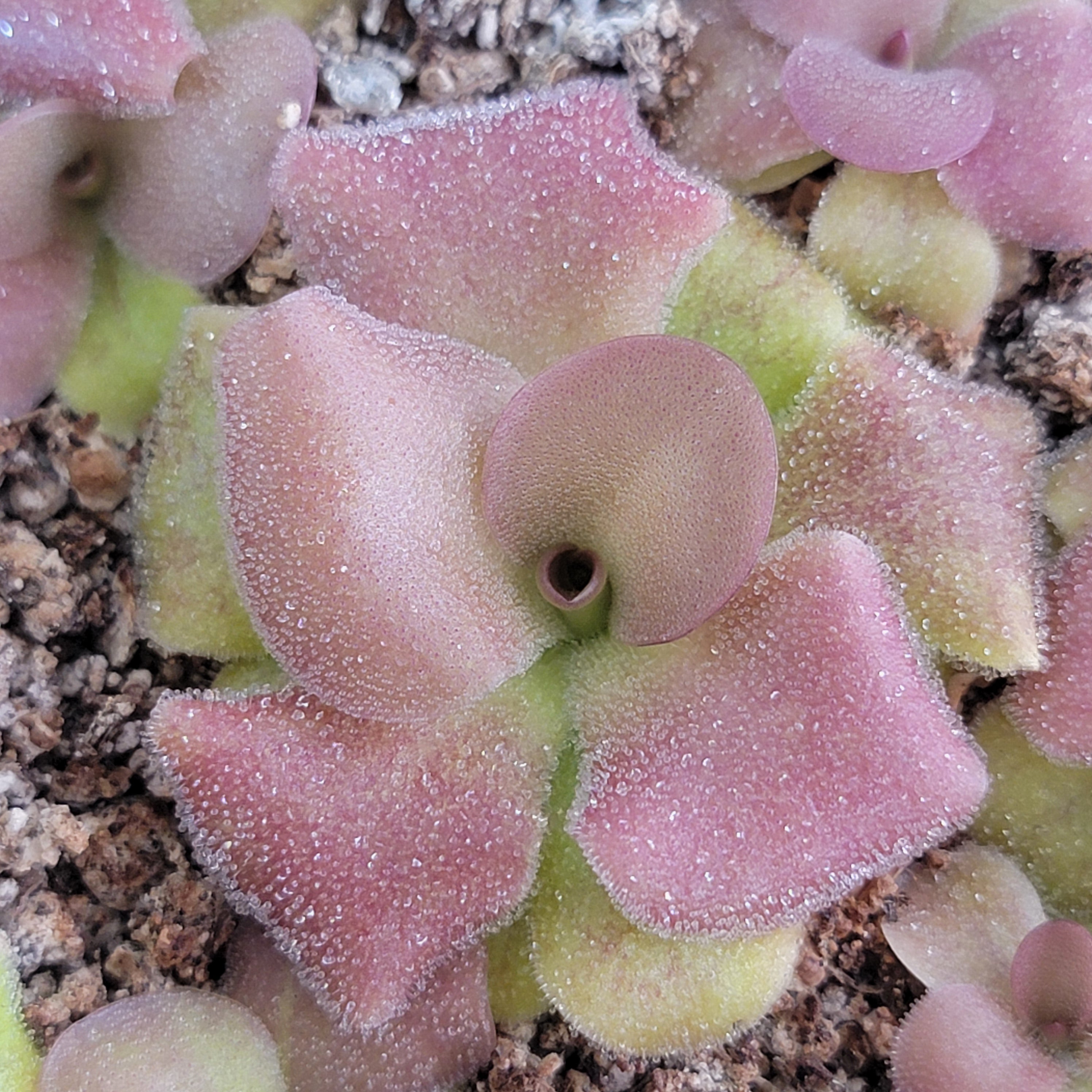 Pinguicula martinezii x laueana -Mexican butterwort- product image 1