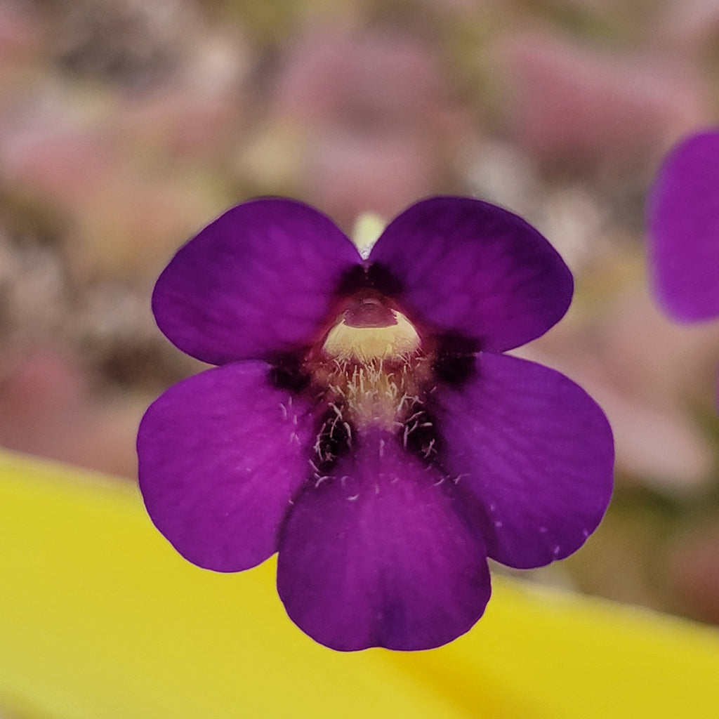 Pinguicula martinezii x laueana -Mexican butterwort- product image 3