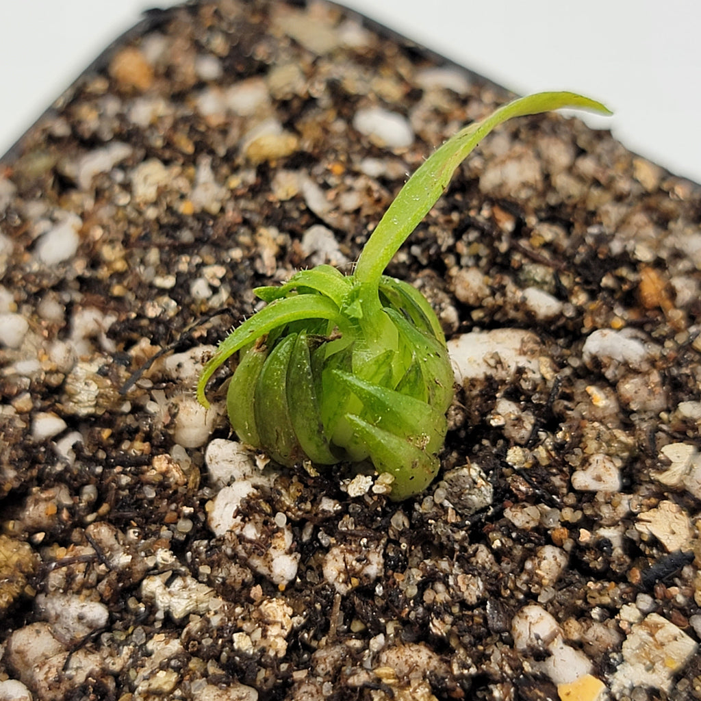 Pinguicula medusina product image 2