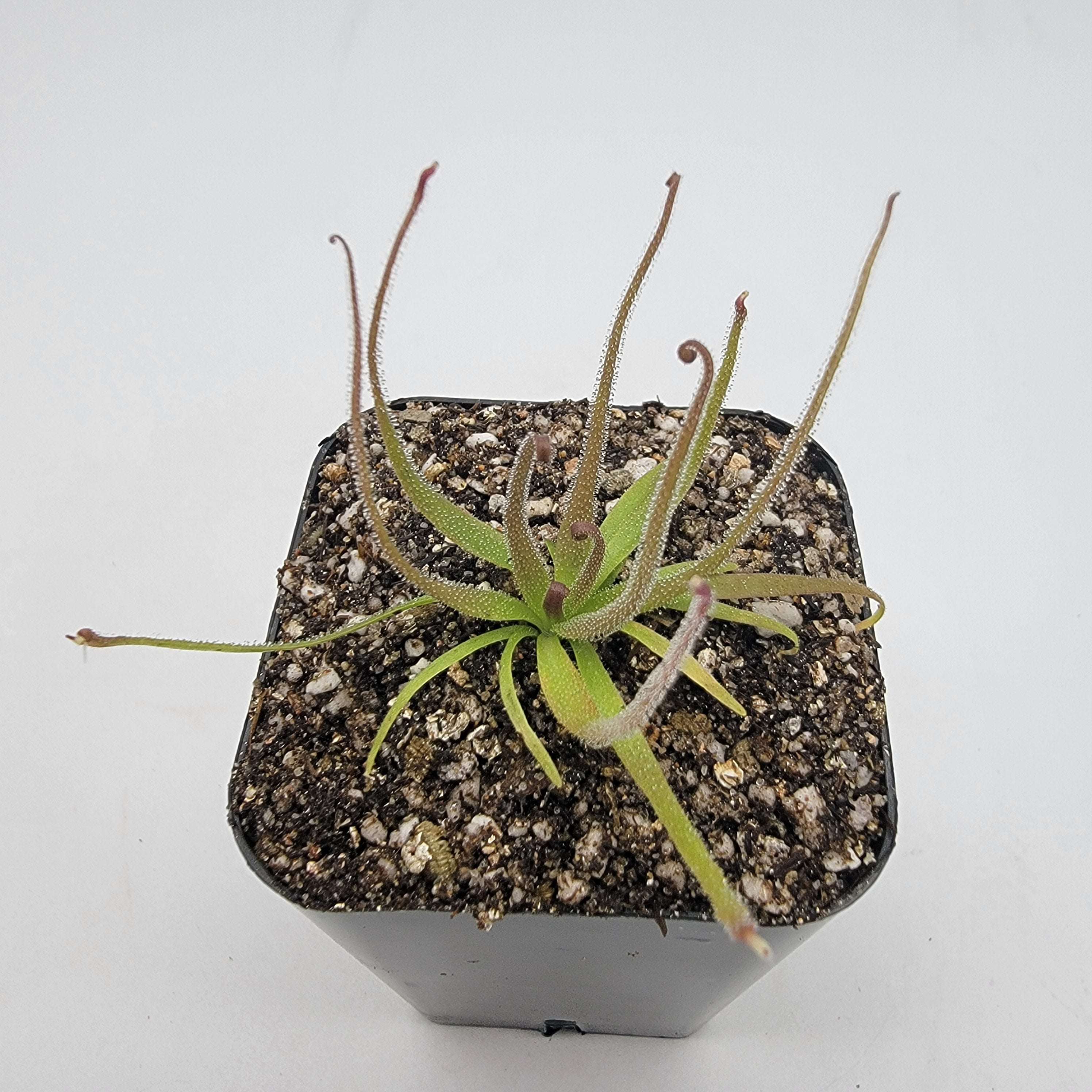 Pinguicula medusina product image 3