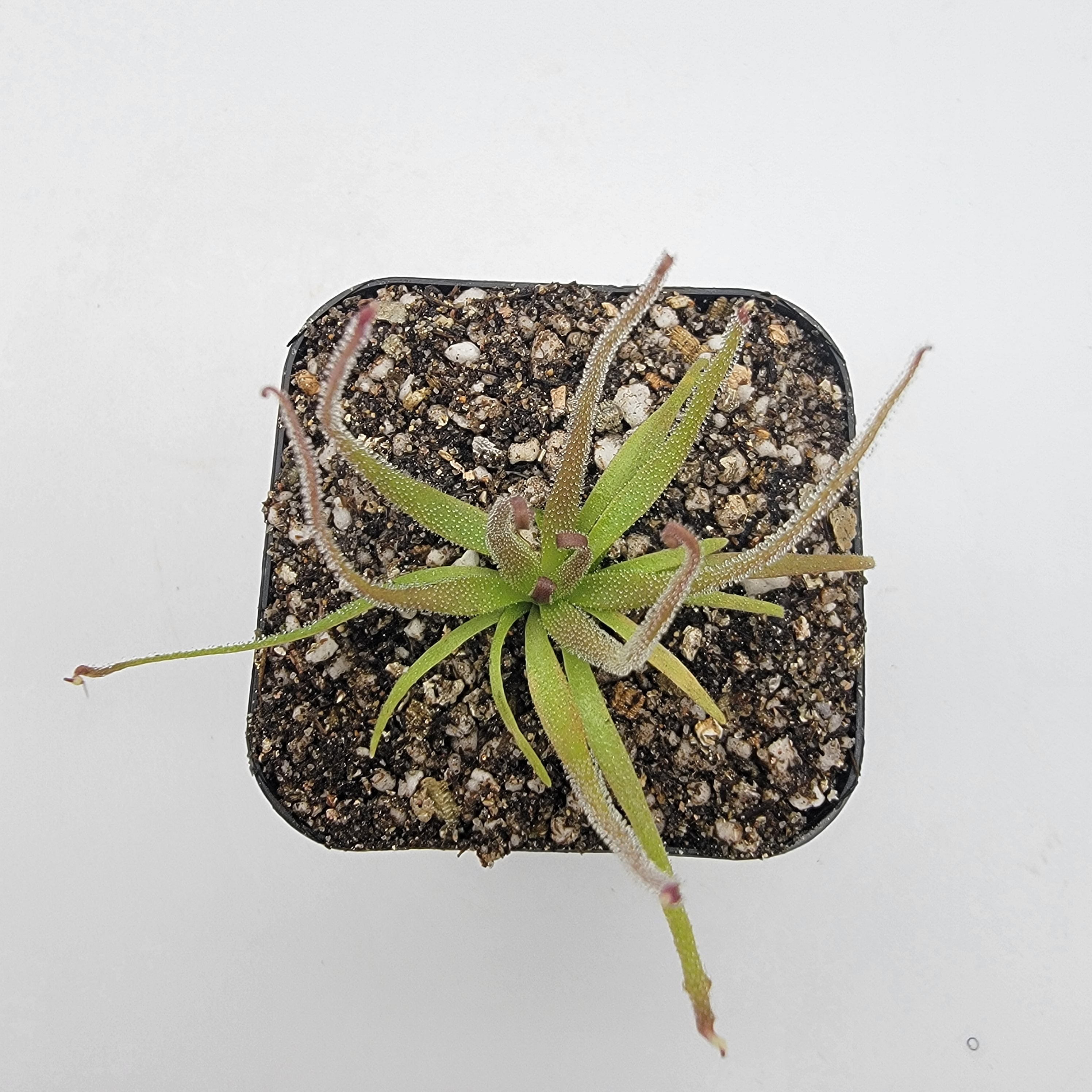 Pinguicula medusina product image 4