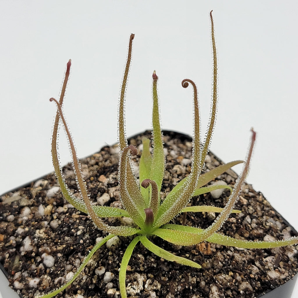 Pinguicula medusina product image 1