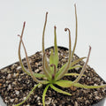 Pinguicula medusina product image 1