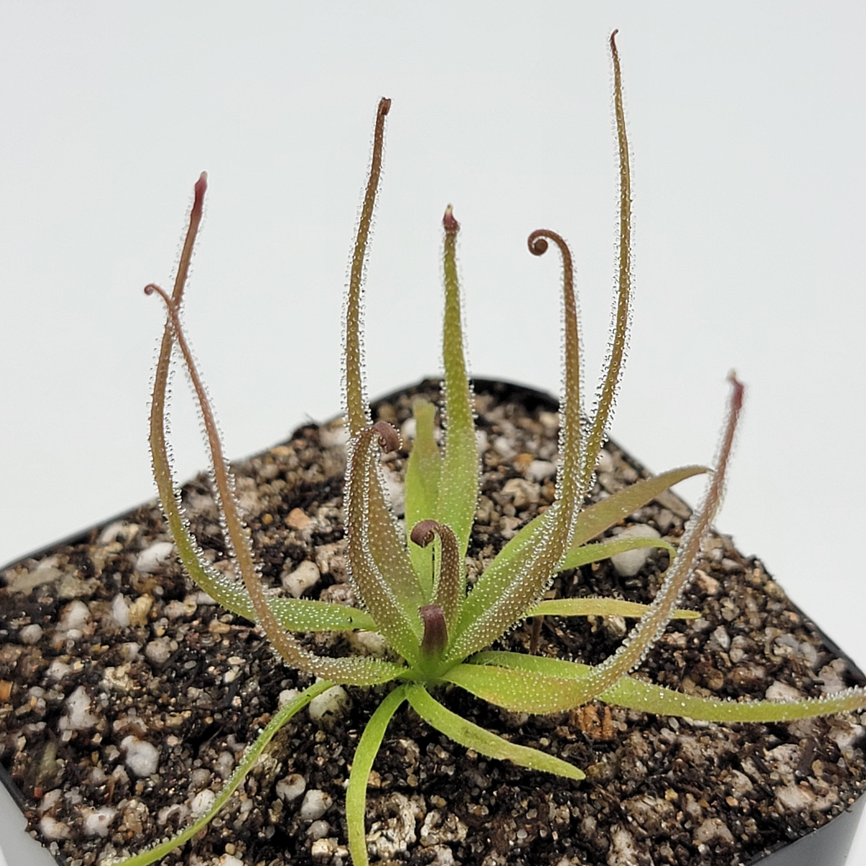 Pinguicula medusina product image 1