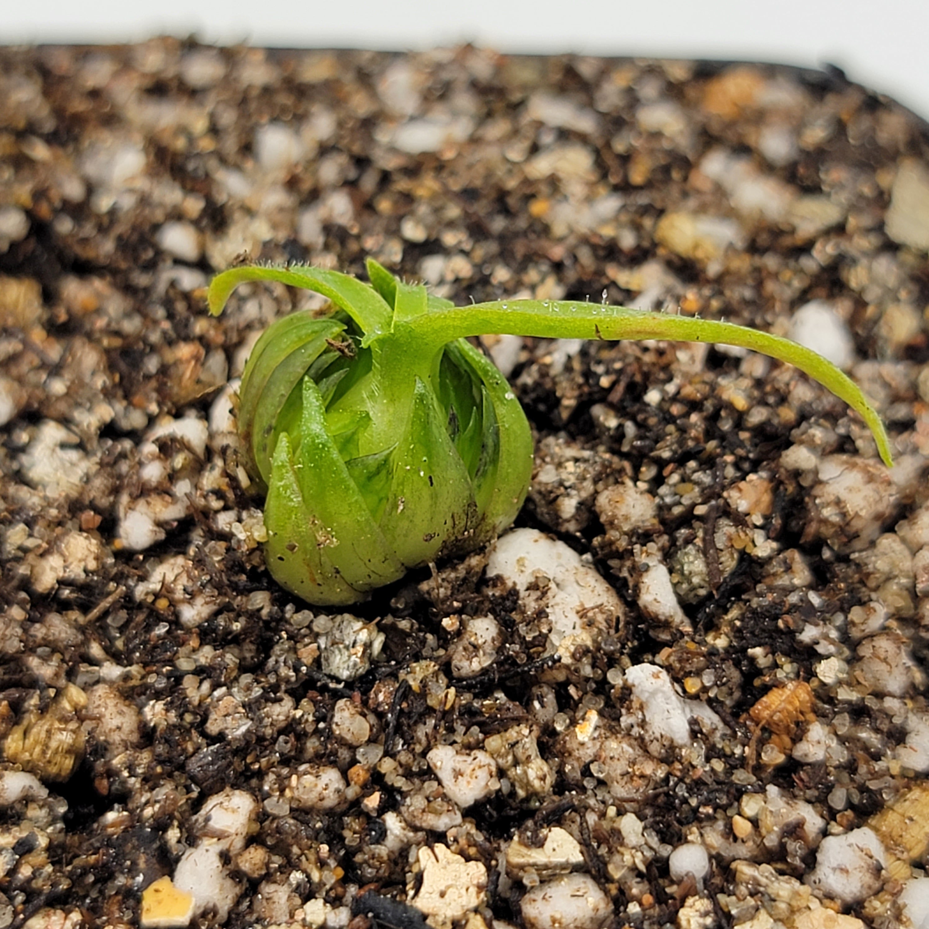 Pinguicula medusina product image 5