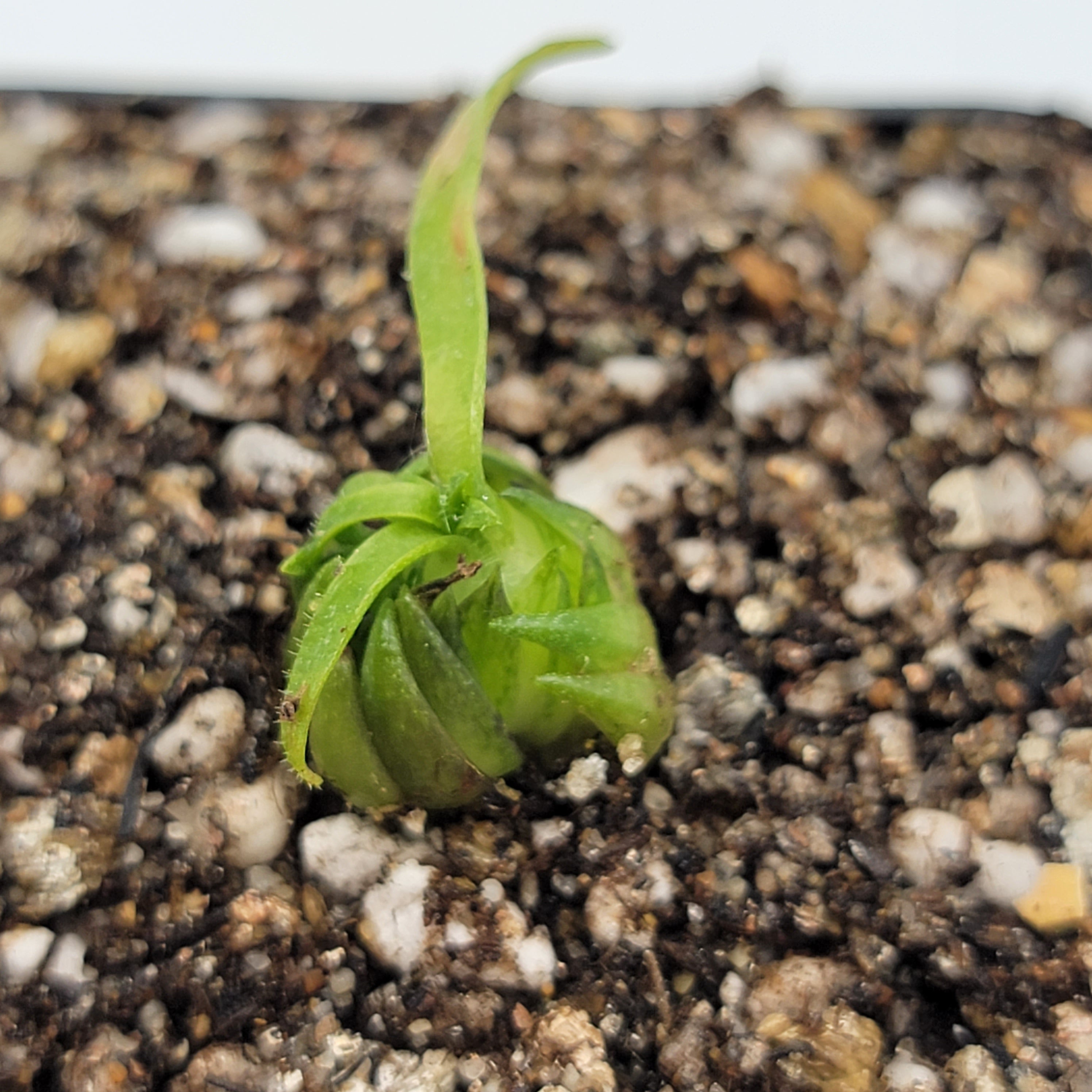 Pinguicula medusina product image 6