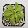 Pinguicula mesophytica {Cerro Miramundo, El Salvador} product image 1