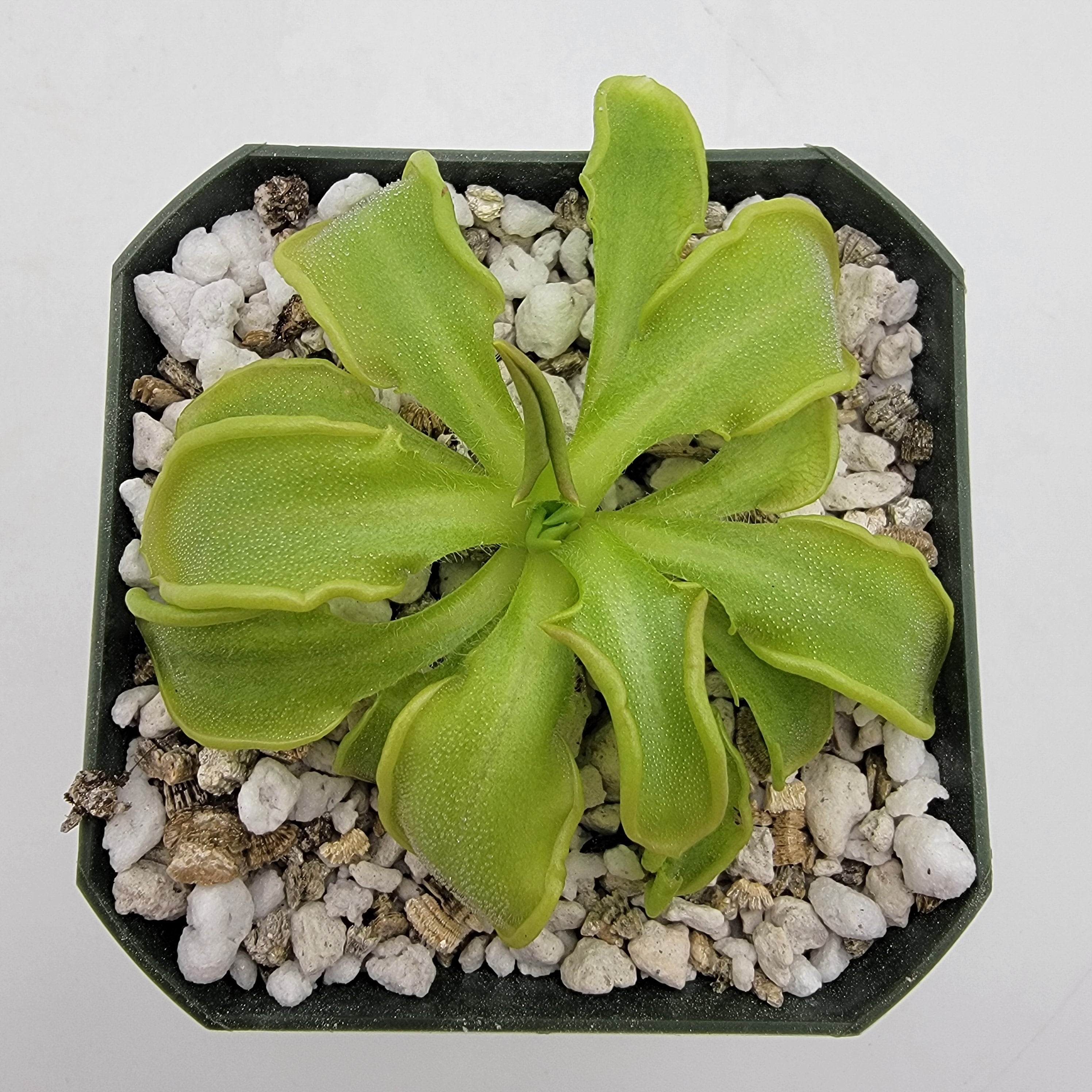 Pinguicula mesophytica {Cerro Miramundo, El Salvador} product image 1