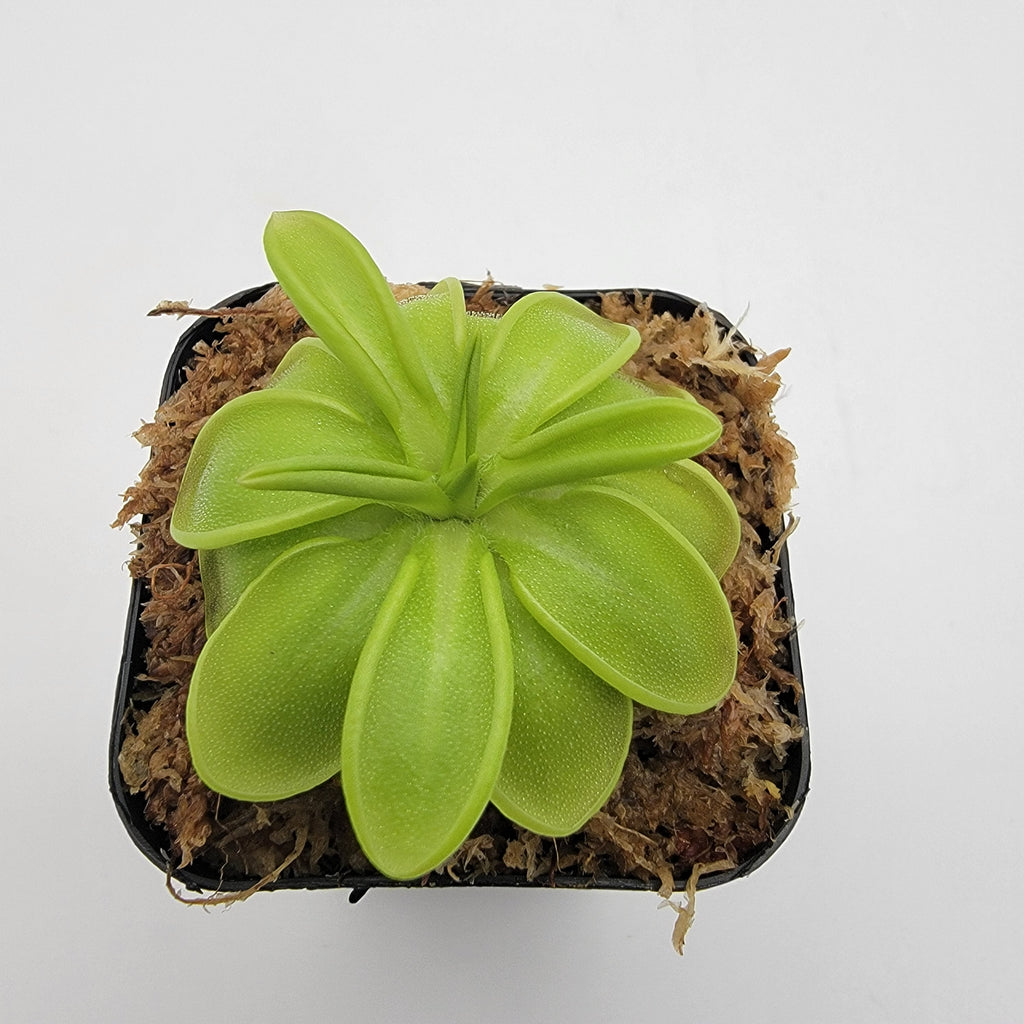 Pinguicula mesophytica {cerro El Pital, Honduras} live plant product image 1