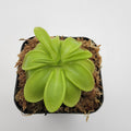 Pinguicula mesophytica {cerro El Pital, Honduras} live plant product image 1