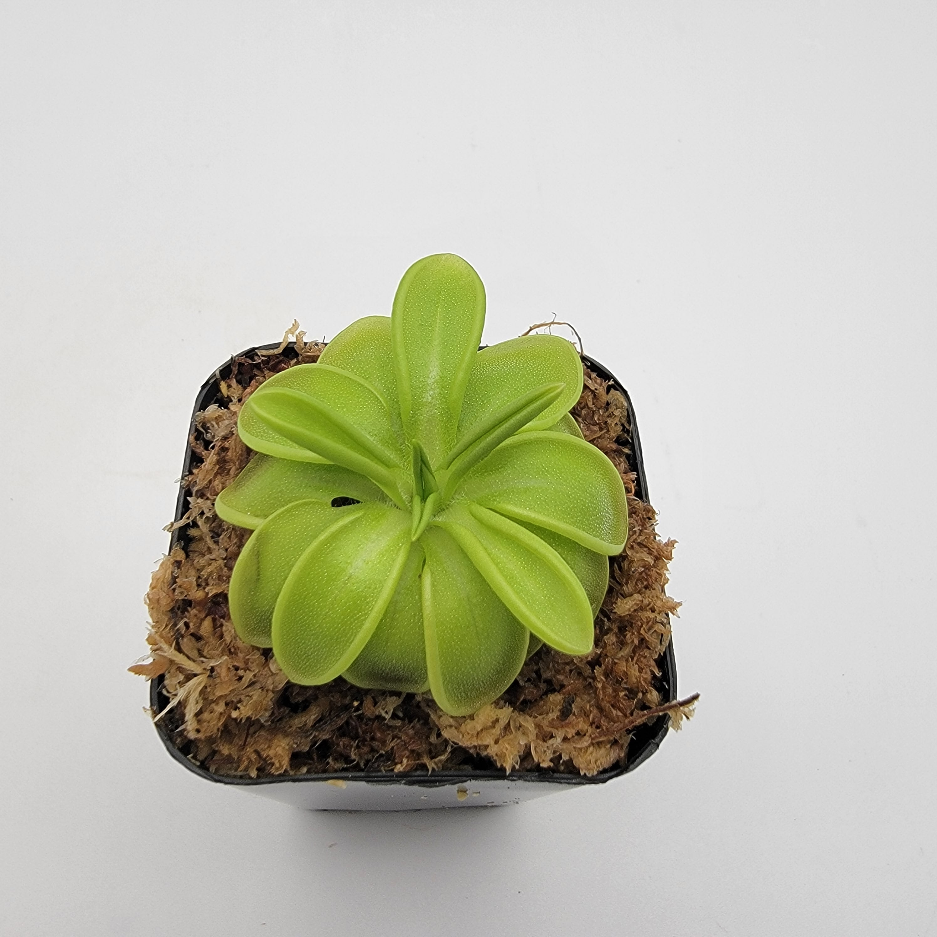 Pinguicula mesophytica {cerro El Pital, Honduras} live plant product image 2