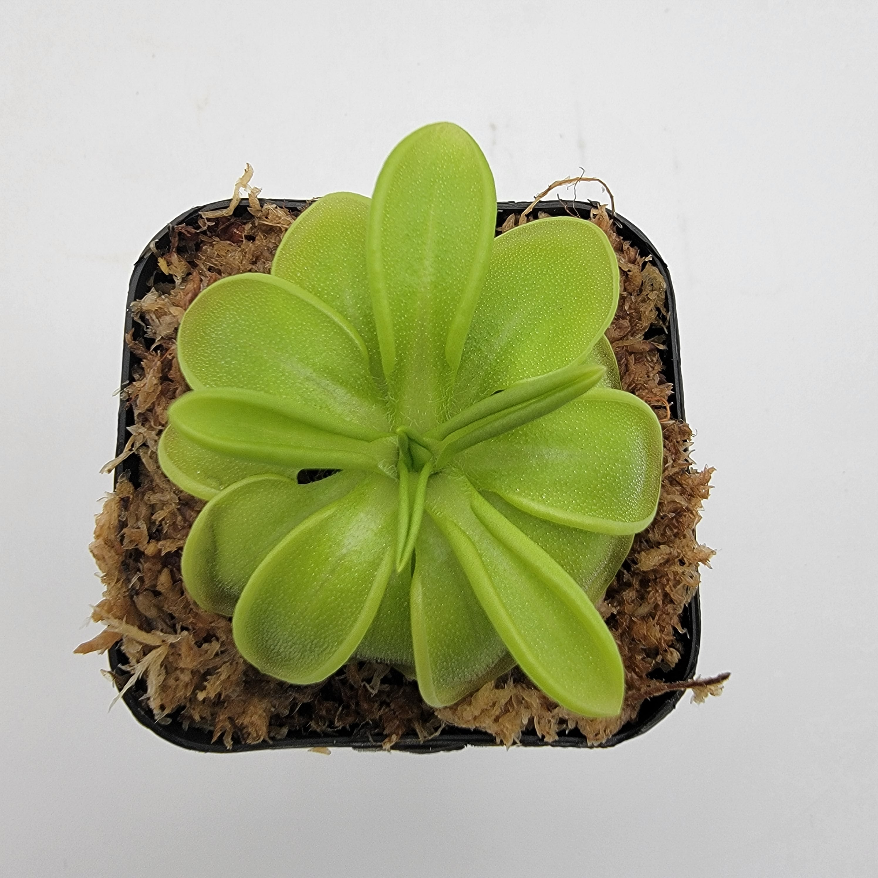 Pinguicula mesophytica {cerro El Pital, Honduras} live plant product image 3