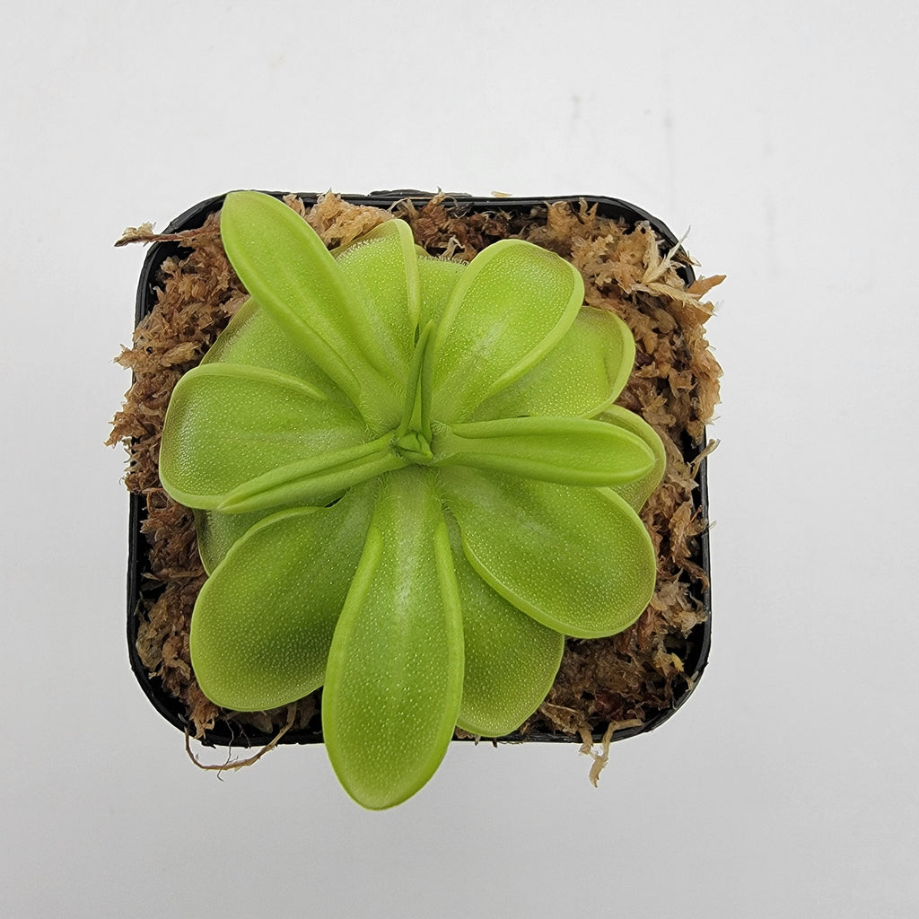 Pinguicula mesophytica {cerro El Pital, Honduras} live plant product image 4