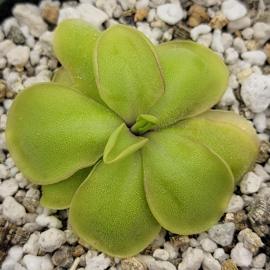 Pinguicula mirandae x (laueana CP2 x emarginata) product image 3