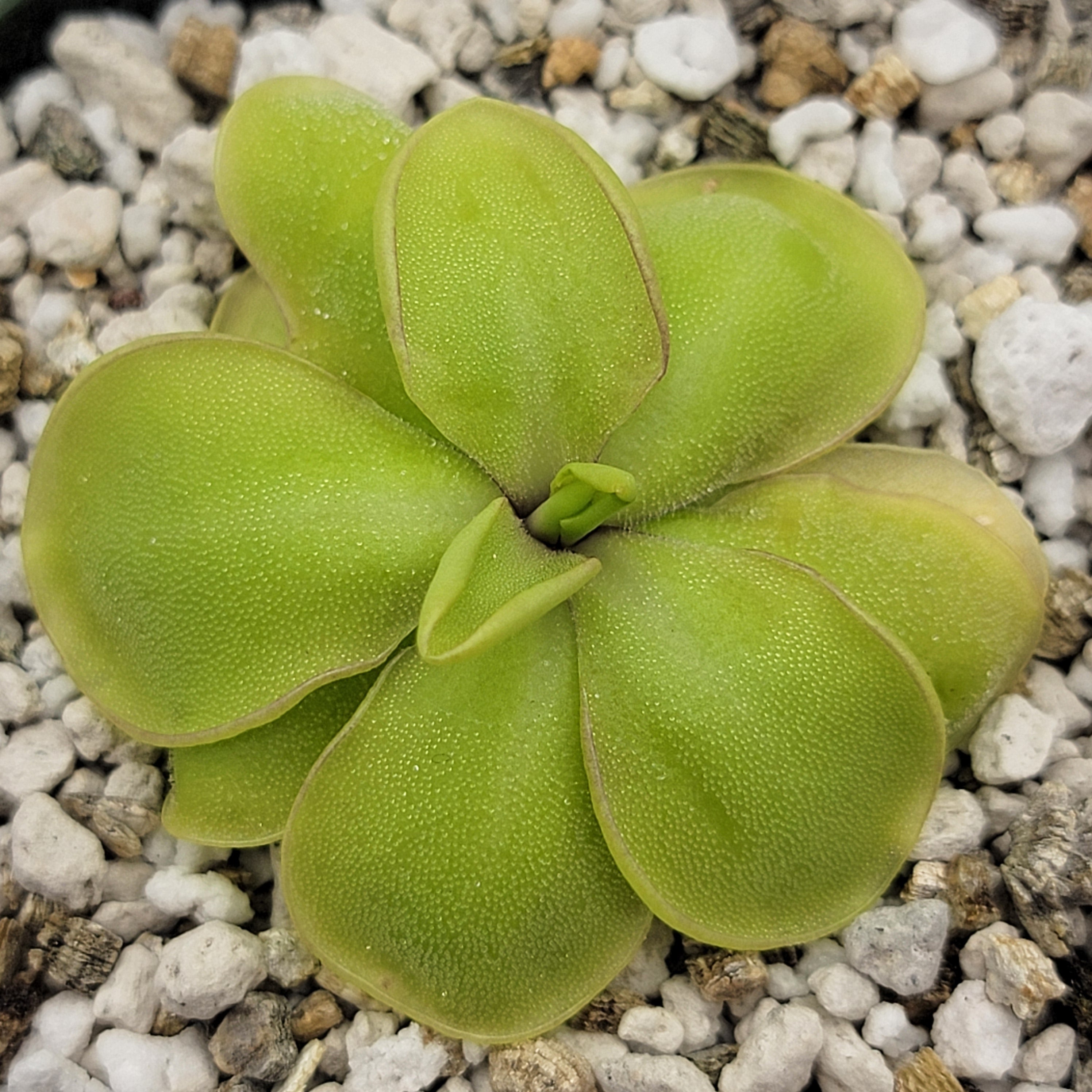 Pinguicula mirandae x (laueana CP2 x emarginata) product image 3